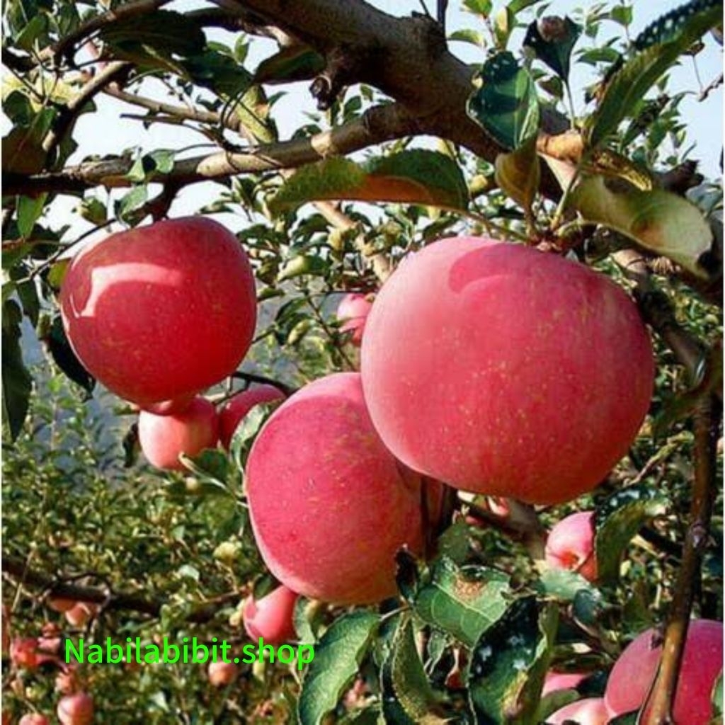 bibit apel Fuji manis sudah siap berbuah tanaman unggul