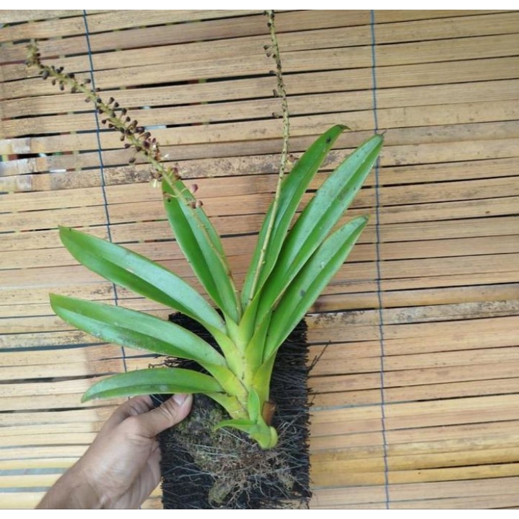 Tanaman hias anggrek hutan