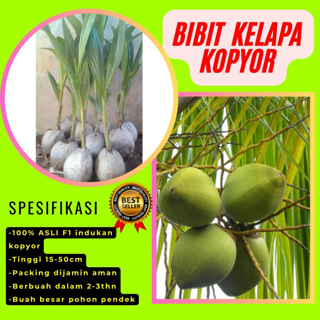 PROMO  Bibit Kelapa Kopyor, Bibit Kelapa Kopyor Asli, Bibit Kelapa Kopyor Bersertifikat