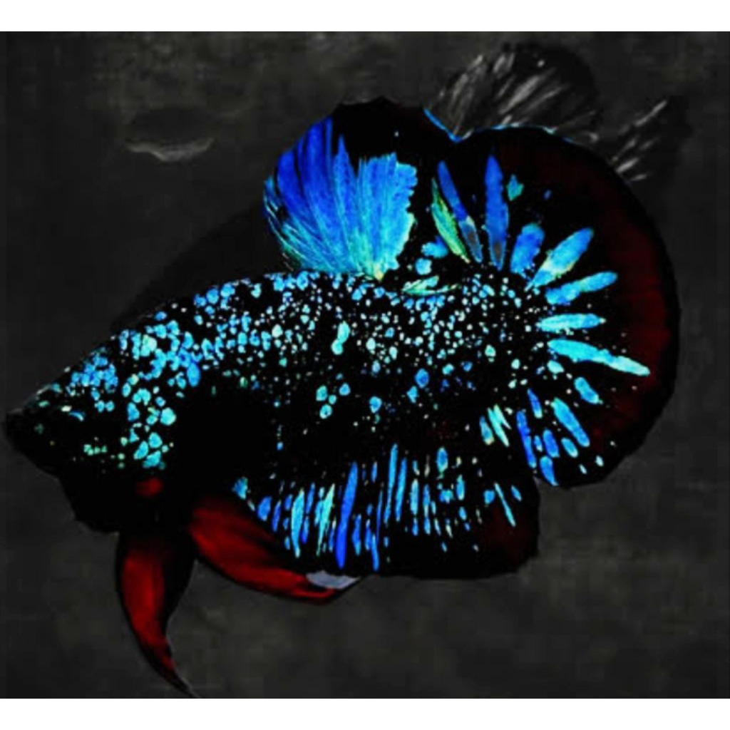 plakat avatar nebula