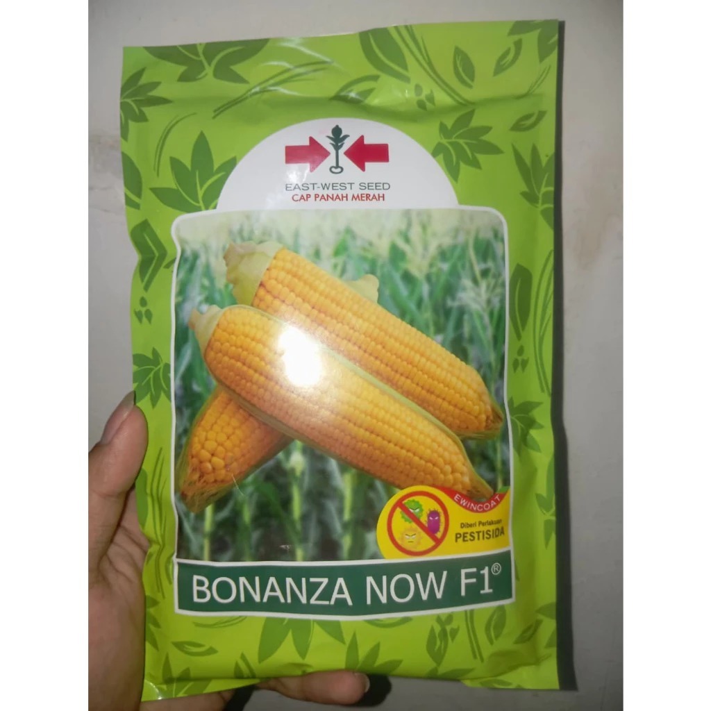 Benih Jagung Bonanza NOW F1 Manis Benih Jagung Manis Bonanza NOW F1