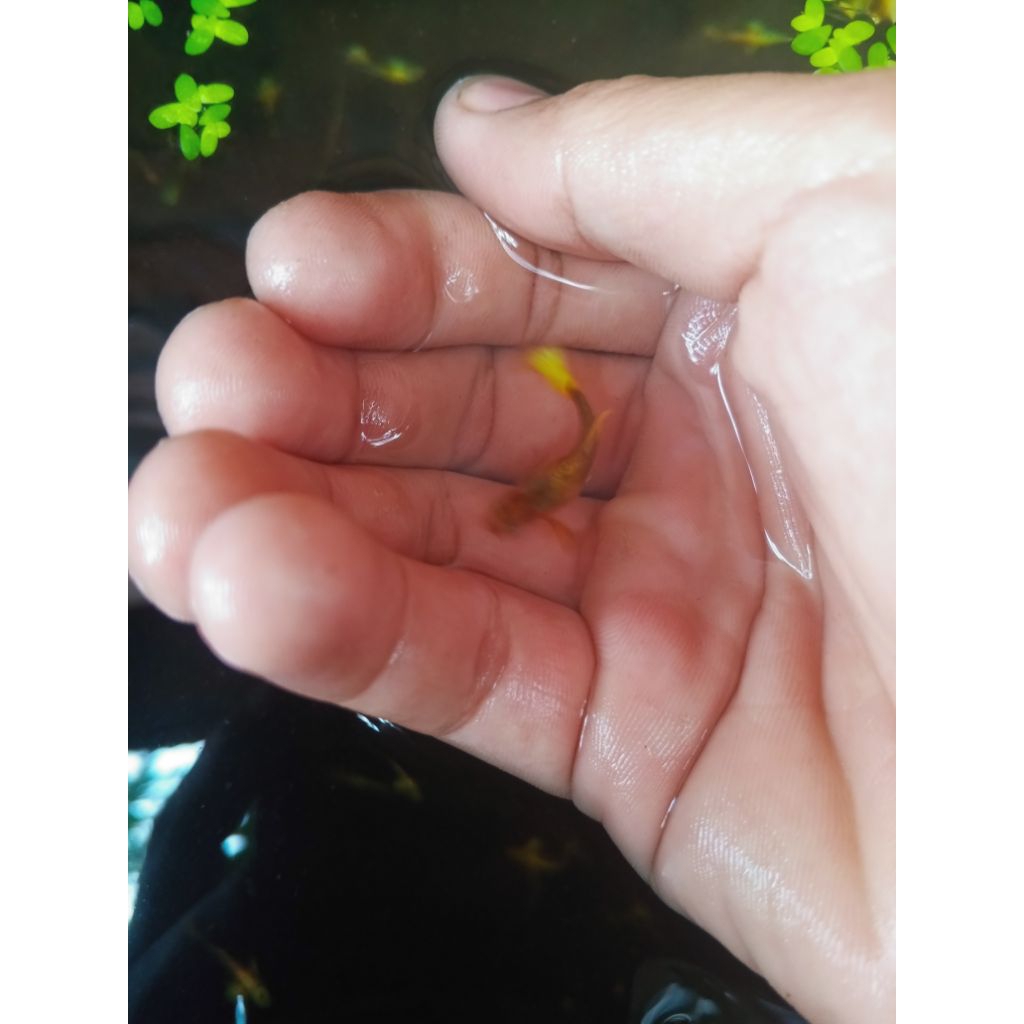 ikan Guppy full gold long ear line vietnam sepasang