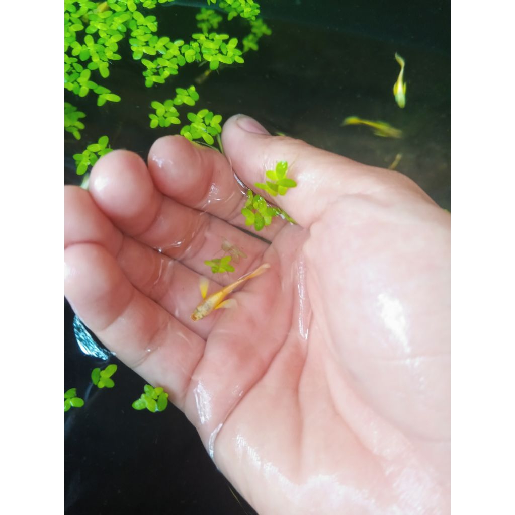 ikan guppy full gold line vietnam biasa sepasang