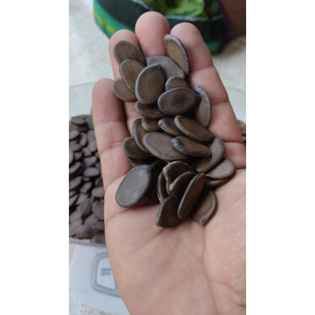 biji solobium parica