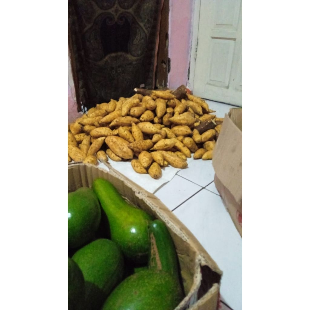 1 kg ubi cilembu mentah