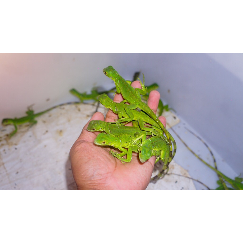 Luxiastore_ Koleksi Green Iguana Josss -+30Cm // Iguana Hijau