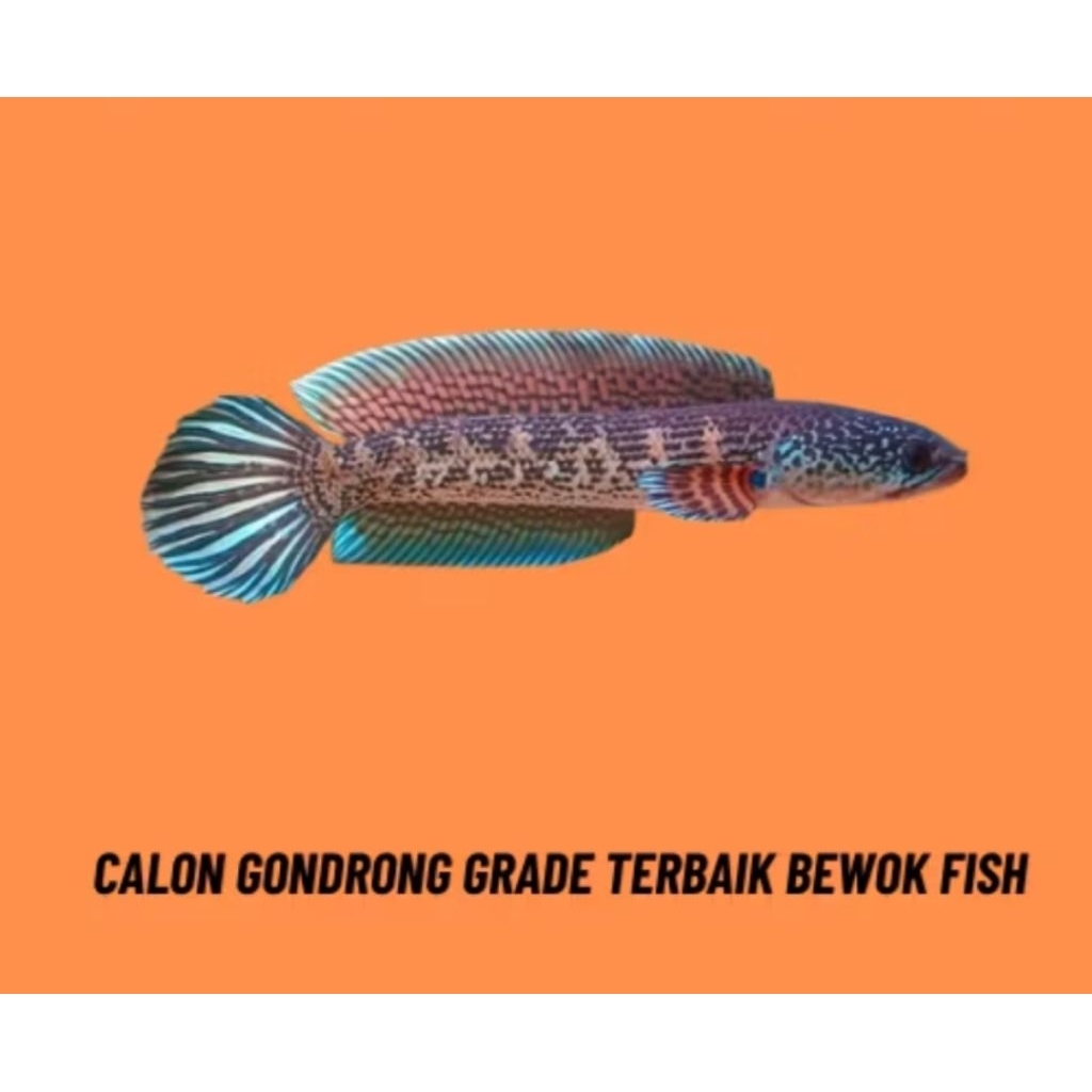 STIKER AURANTI 9-10cm BEST QUALITY CALON GONDRONG