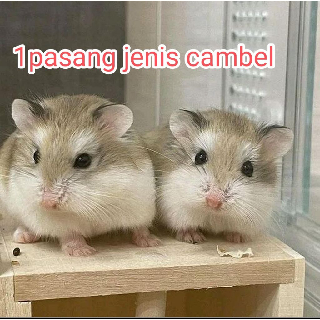 1Pasang HAMSTER DEWASA MAINAN HAMSTER SEHAT LINCAH MAKAN  LAHAP