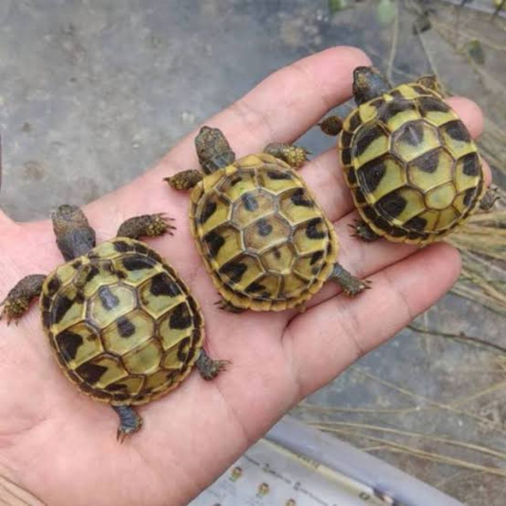 HERMANI TORTOISE HIGHYELLOW SEHAT GEMUK MAKAN LANCAR