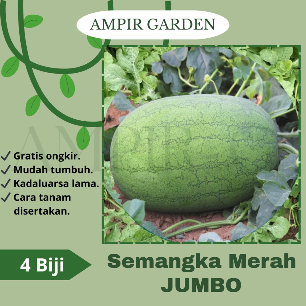 4 Biji Benih SEMANGKA MERAH JUMBO / Bibit Benih Tanaman Buah Semangka Besar Jumbo Rasa Manis