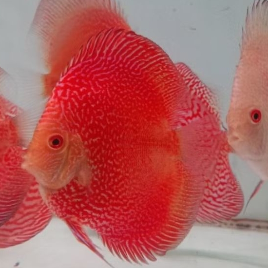 Discus Pigeon snake ikan hias air tawar / hiasan aquarm