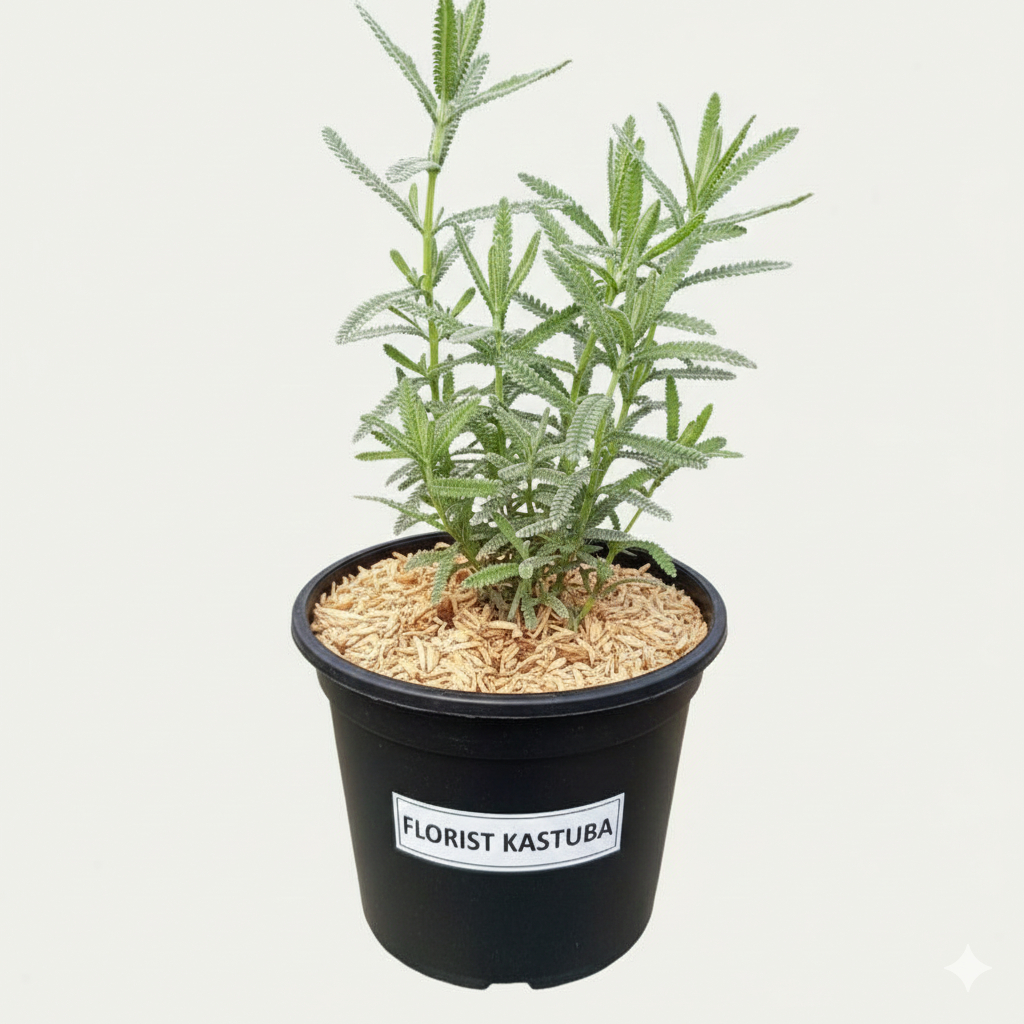 tanaman Lavender prancis French lavender lavender asli wangi