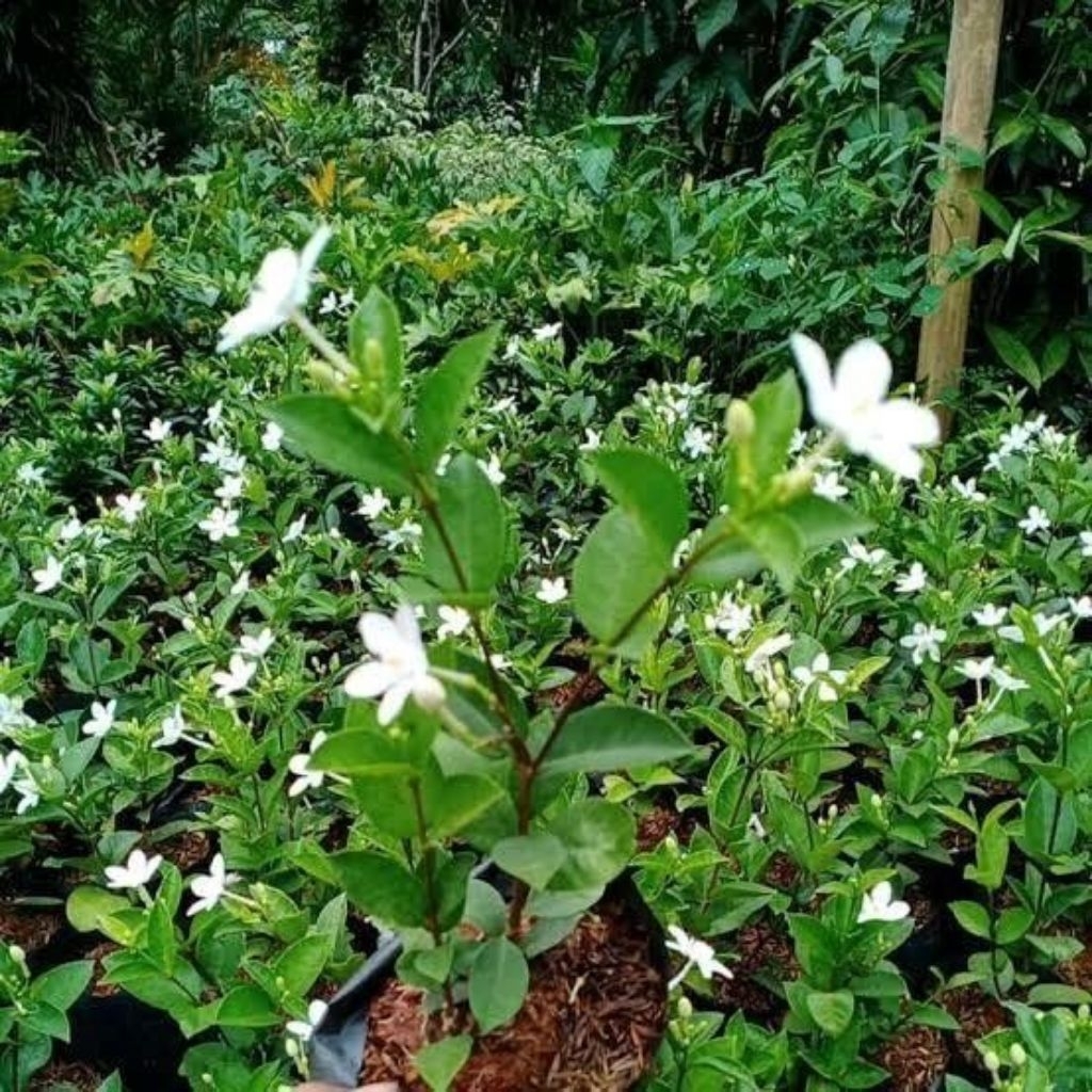 Melati Jasmine Wangi Sudah Berakar Super Harum Dan Rimbun Siap Tanam
