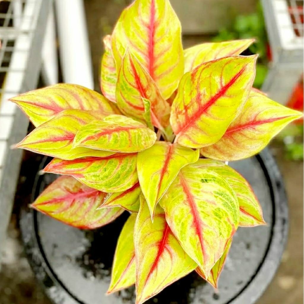 Aglonema Sweet Heart