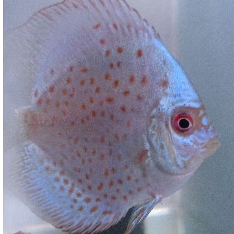 Discus Blue scorpion ikan hias aquarium / hiasan aquascape