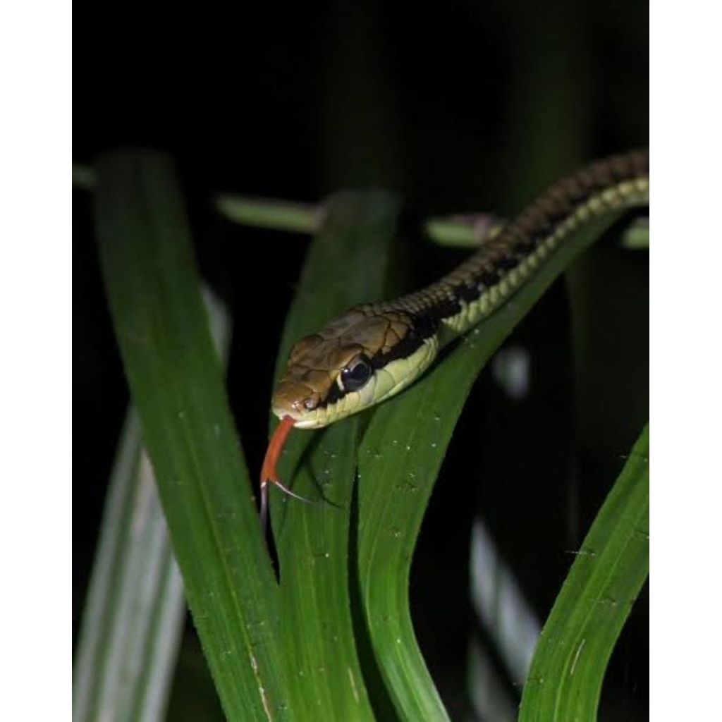 Mainan Anak Tali Picis cocok untuk pemula