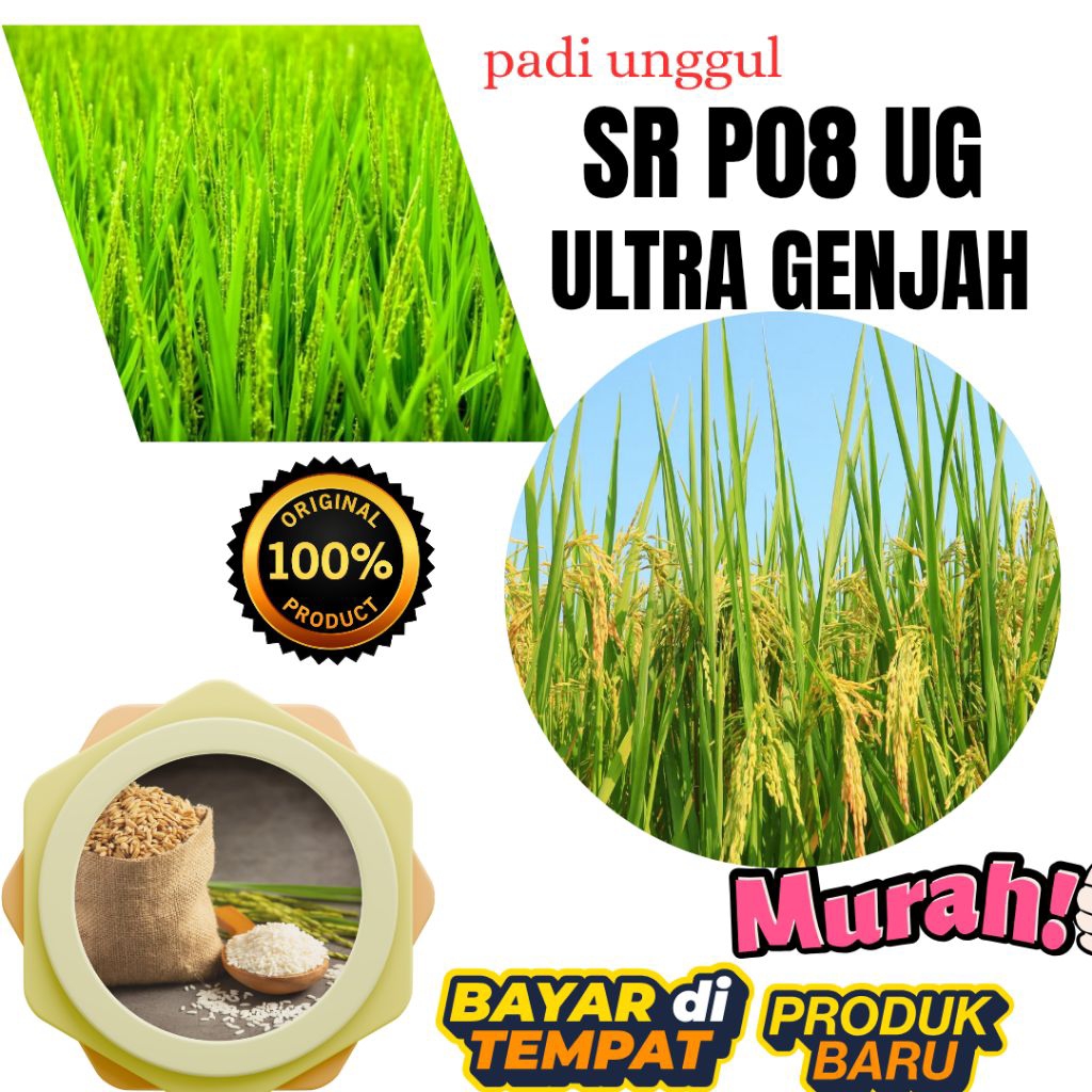 Benih bibit | benih padi umur 75 hari benih padi sr p08 ug terbaru kemasan,1kg