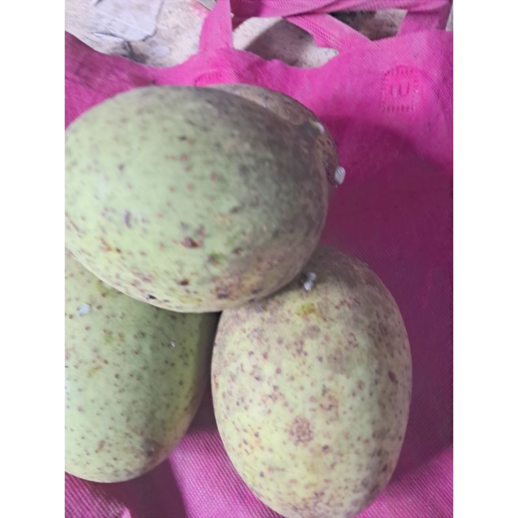 jual buah bacang buah limus segar1kg