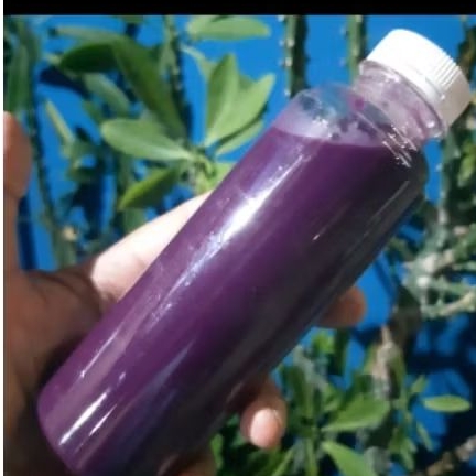 ESSEN IKAN MAS SEREH KWENI 5ML