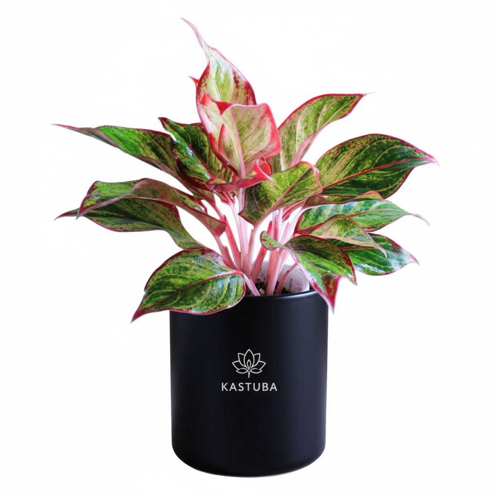 Tanaman Aglonema Lipstik Merah Mudah Dirawat Cocok untuk Pemula