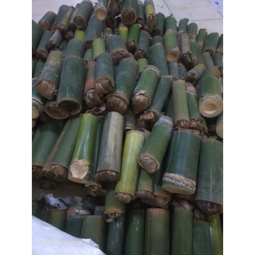 umpan pancing ulat bambu 25 pcs