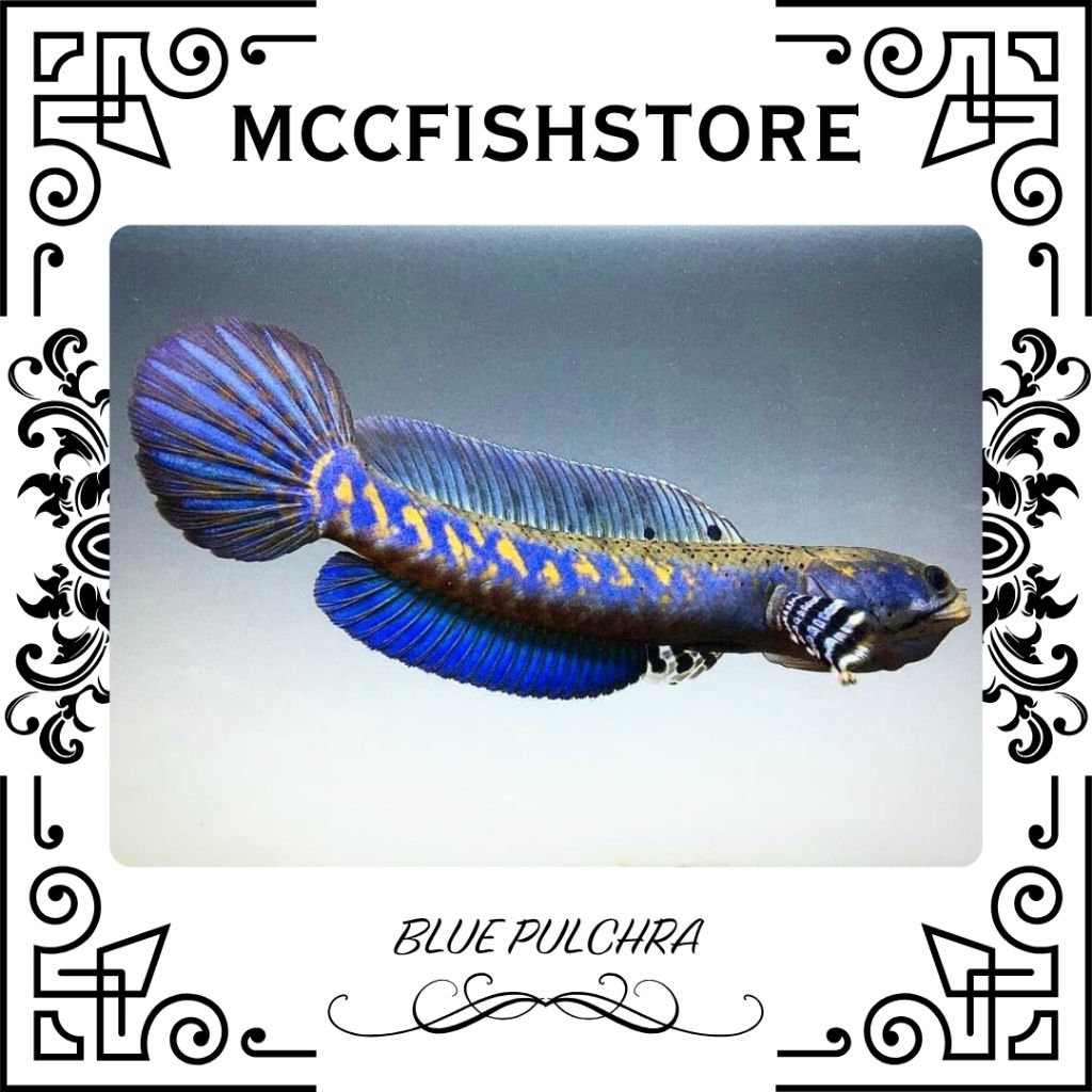 (KOLEKSI CHANNA) | Blue Pulchra Full Dot Yellow Spot | SINGLE TANK - BEST SORTIRAN | Snakehead - Cha