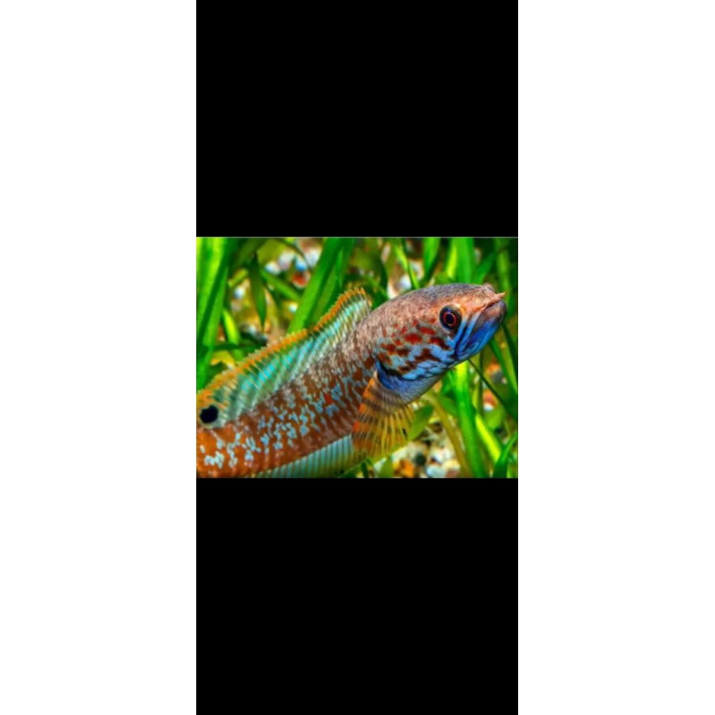 hiasan akuarium chana limbata