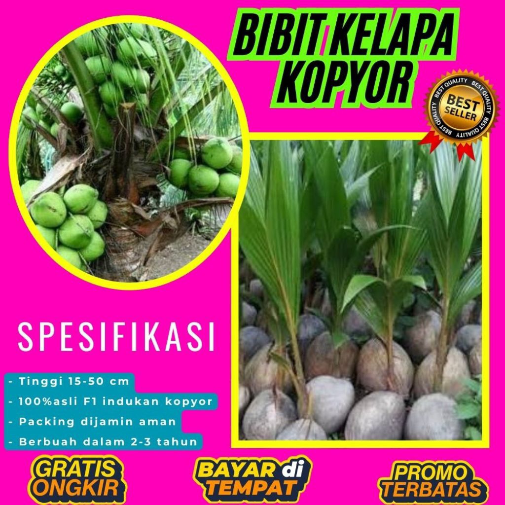 POHON PENDEK  Benih Kelapa Kopyor Kultur Jaringan