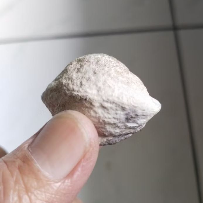 Kemiri Adu Muncang Adu Yanti Arum Urgen Tua Jatuhan