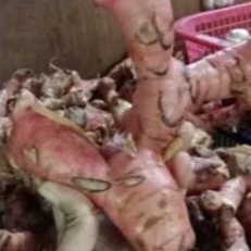 Lengkuas Fresh PASAR INDUK 1kg