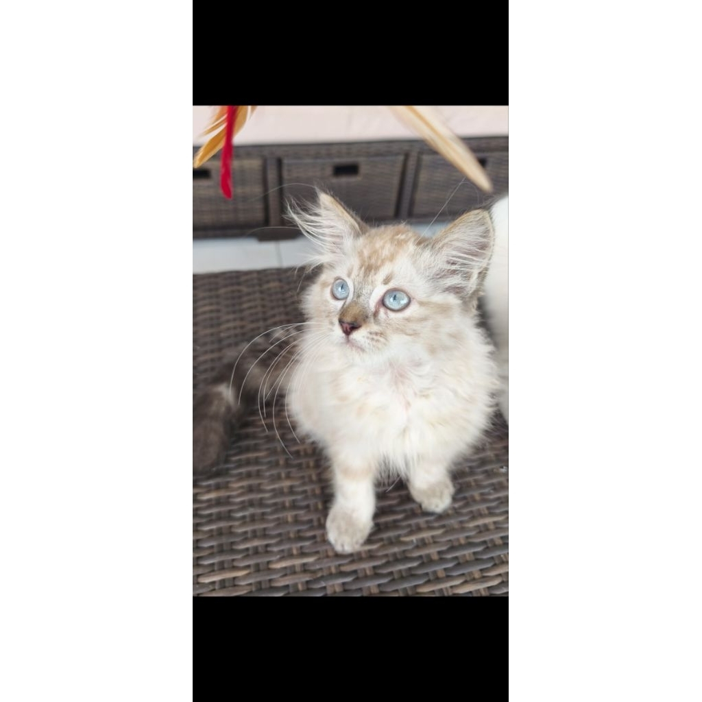 judulnyaKucing Lucu Gemoy Persia Himalaya Lynx Point Blue Eyes