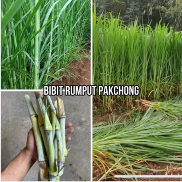 Bibit Rumput (GAJAH PAKCHONG) Untuk Pakan Ternak Domba, Kambing, Sapi, Kura-Kura Dan Unggas