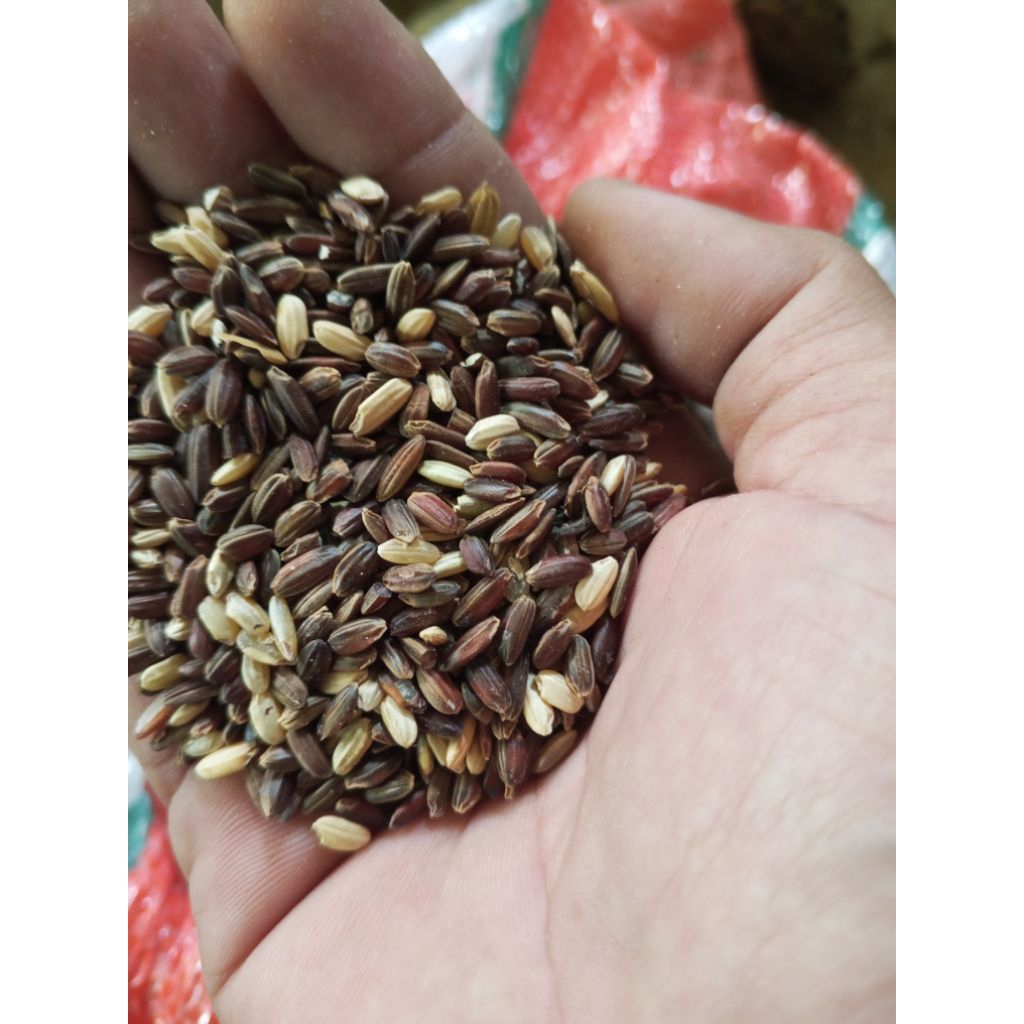 beras merah pakan ternak ayam bangkok,merpati,tekukur dll