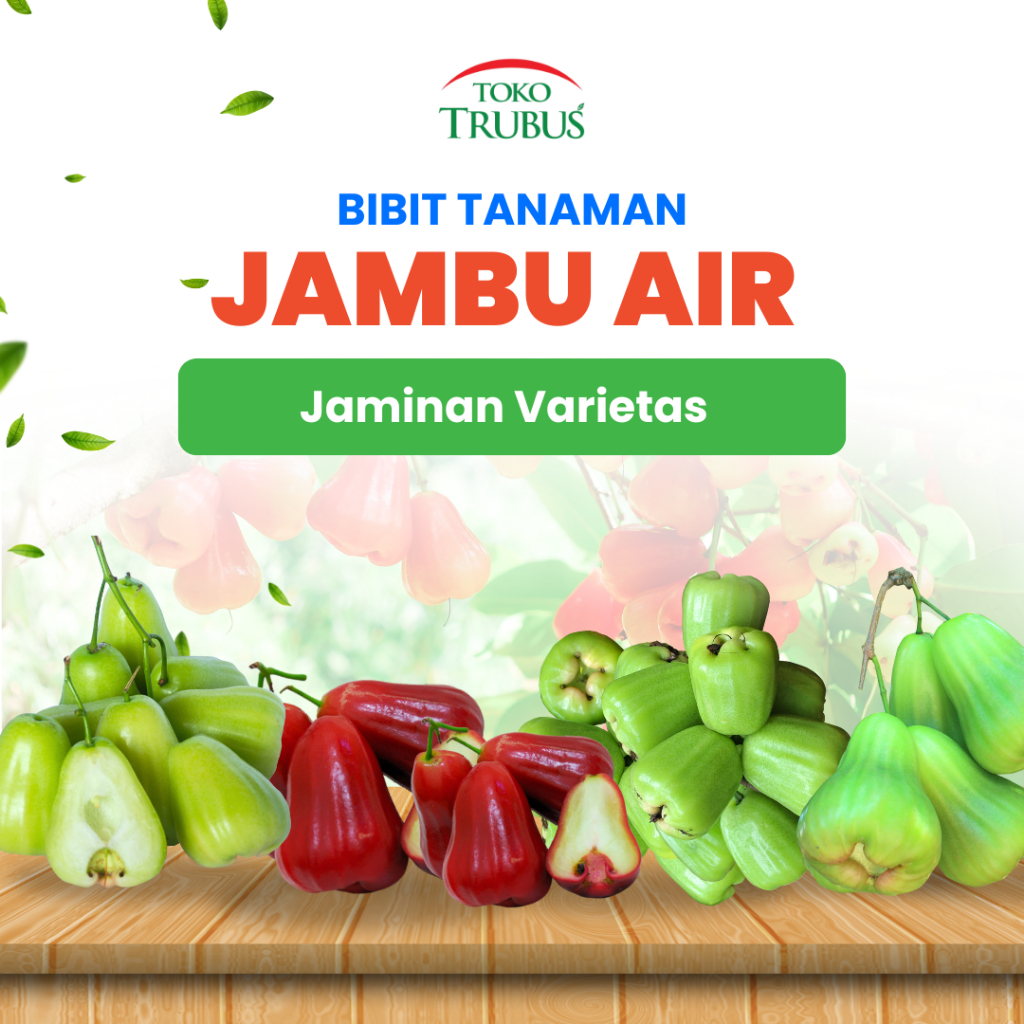 TANAMAN JAMBU AIR KHIOJOK