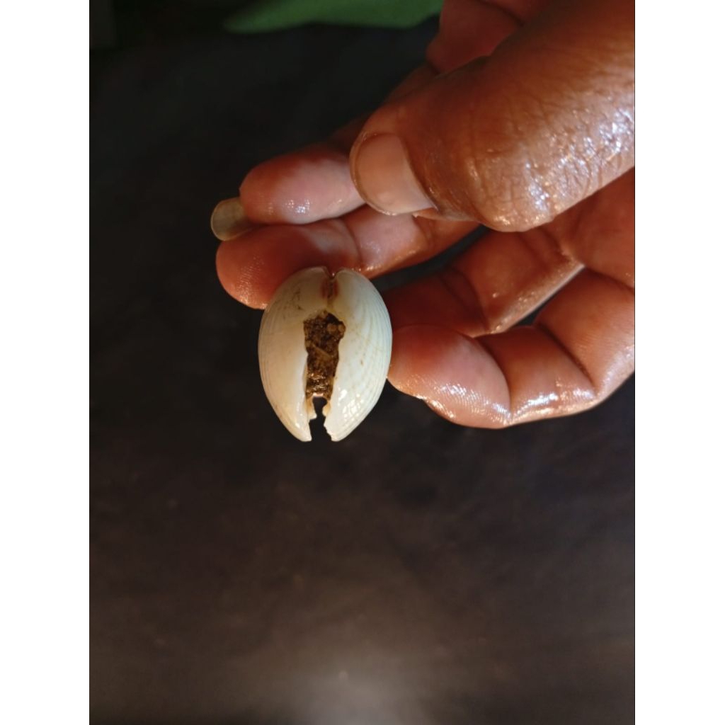 temuan laut asli batu kerang tempel 40H