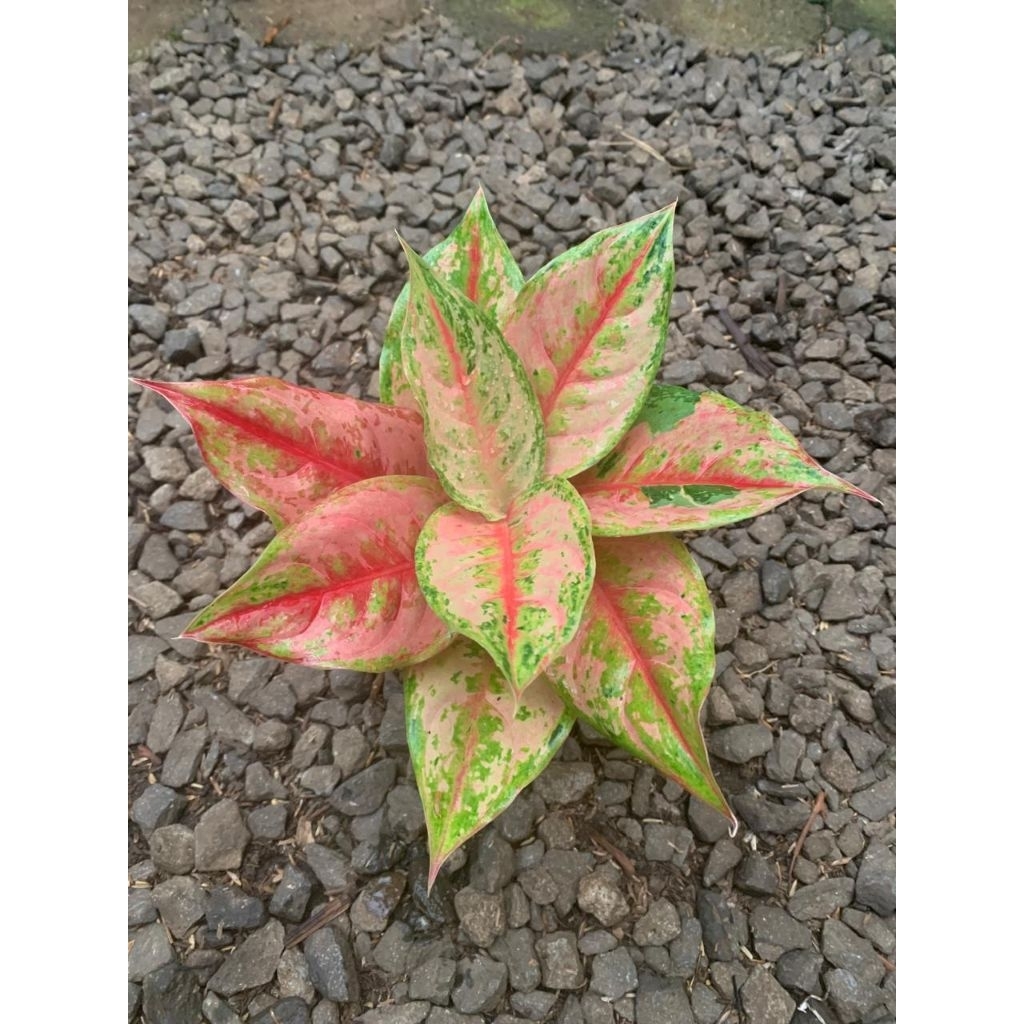 Tanaman hias aglonema lod - aglonema light of diamond - aglonema LOD