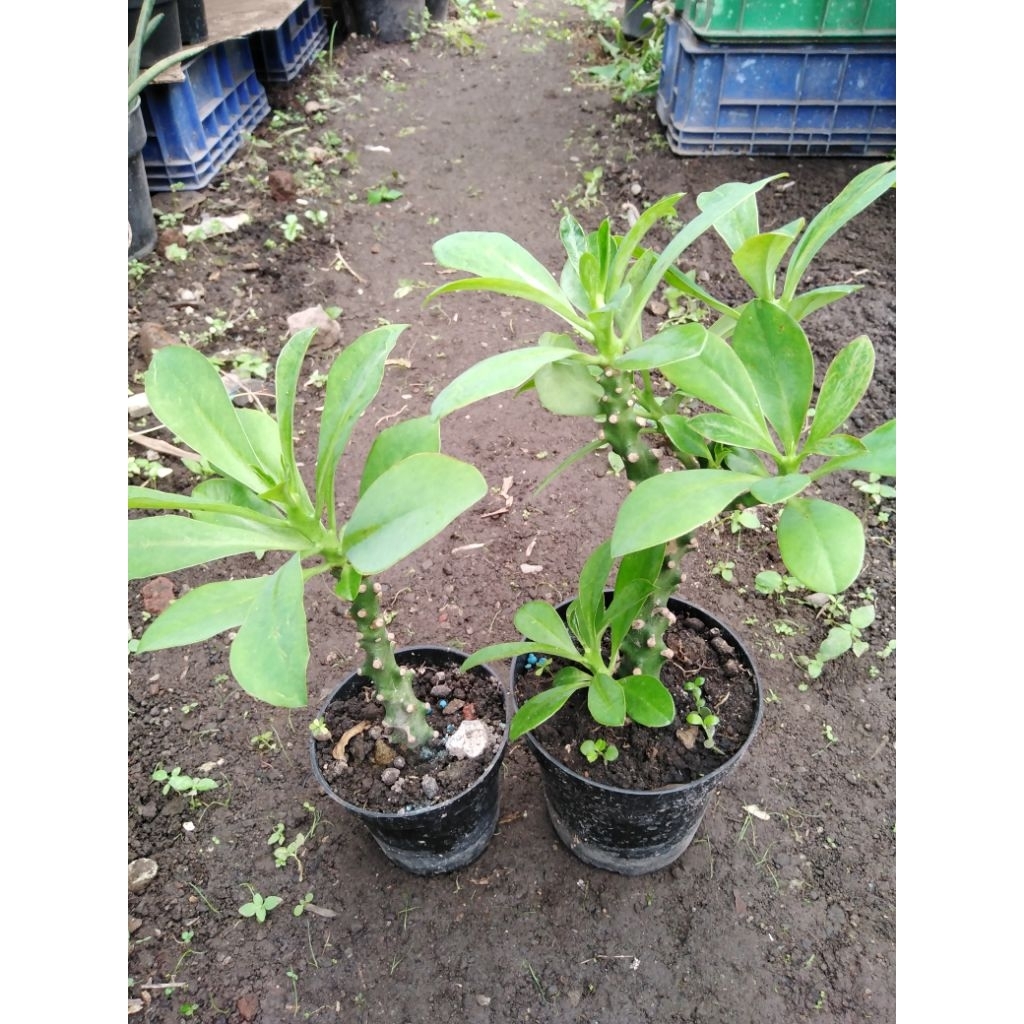 euphorbia neriifolia