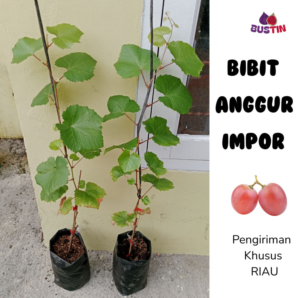 Bibit Anggur Import Valid 100% Bibit_Anggur
