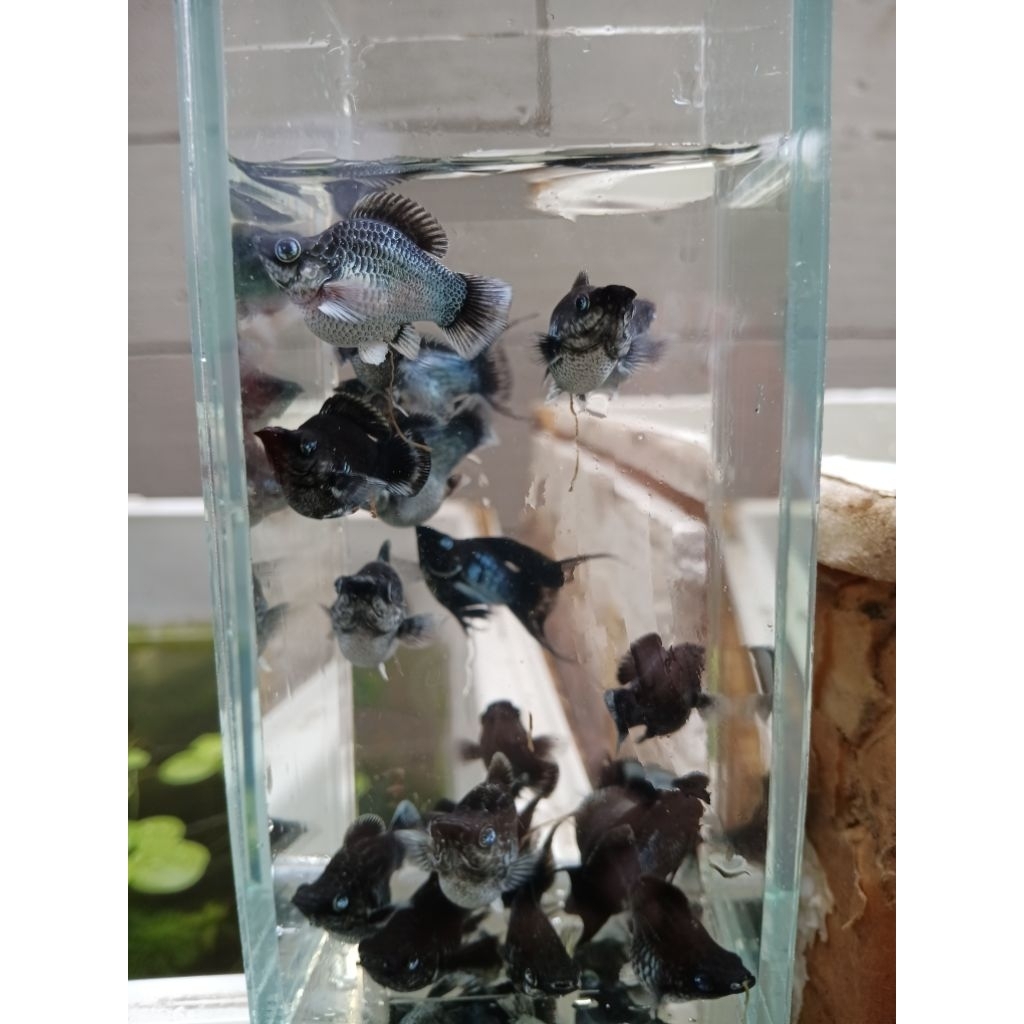 soliter ikan cantik molly blue electrick crystal eyes
