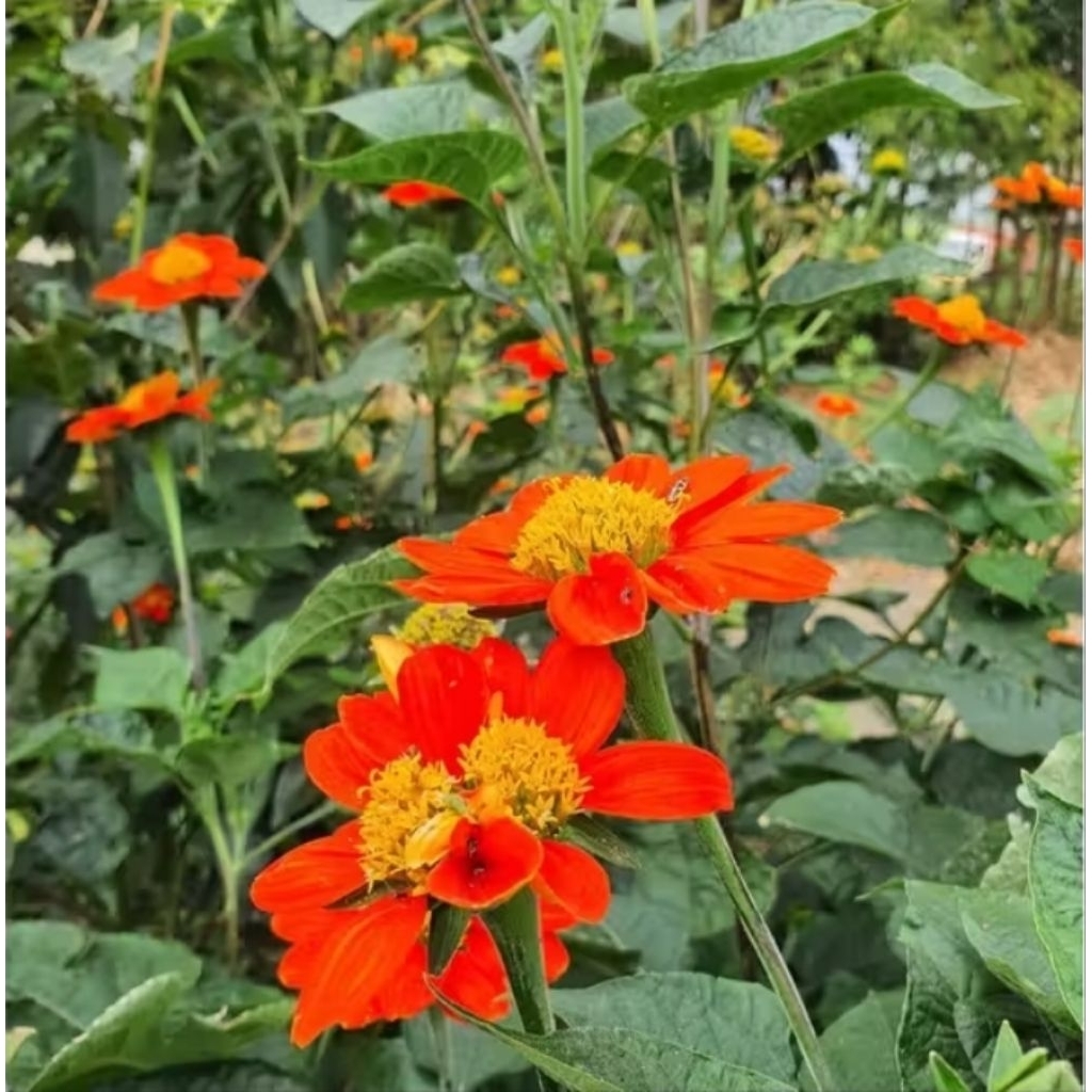 5 Biji Benih Bunga Matahari MEXICO, bunga matahari merah