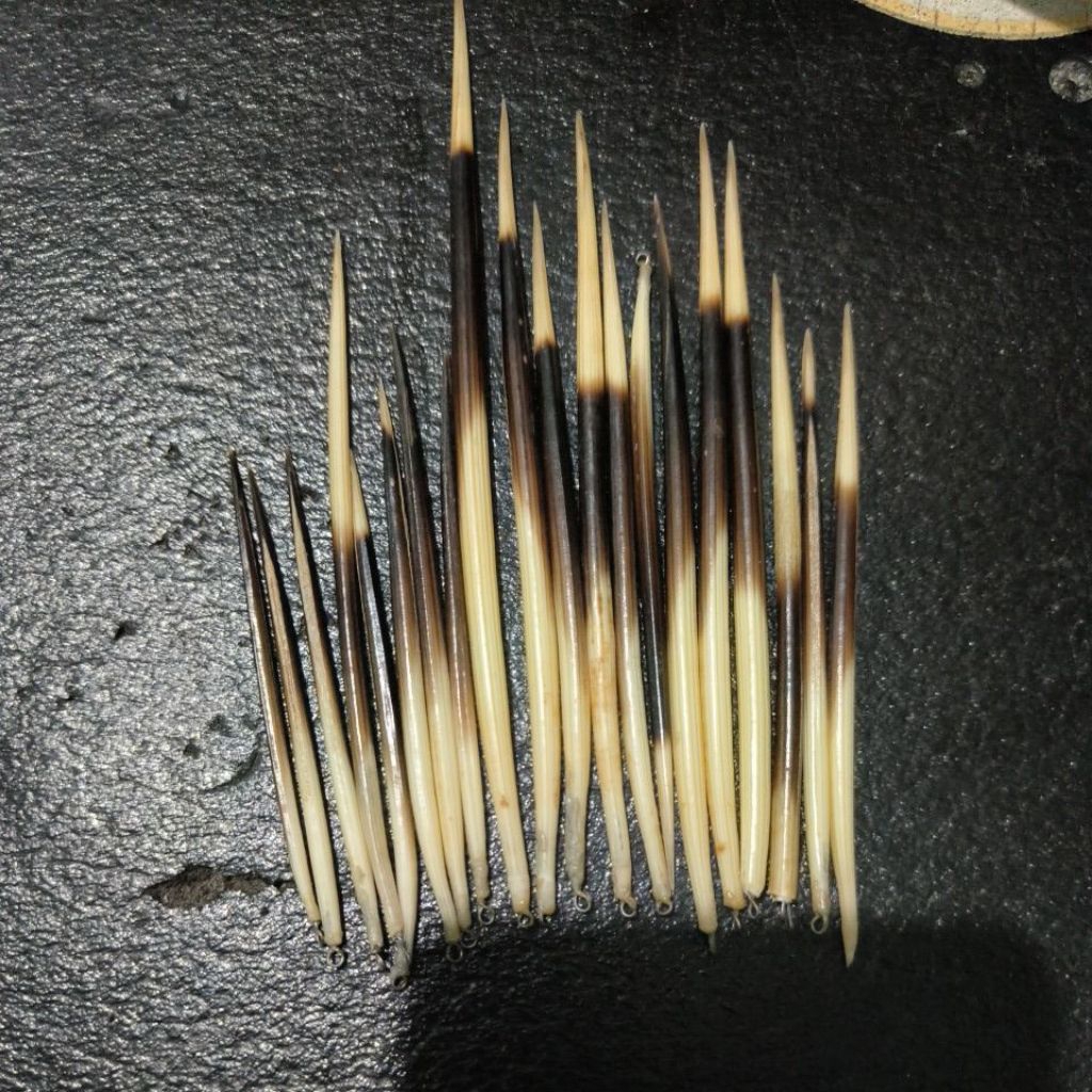 pelampung bulu landak asli