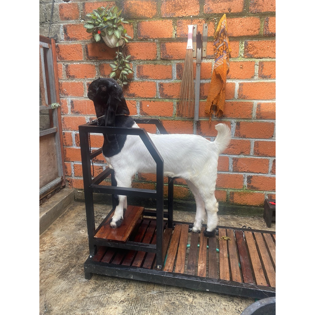 PENJEPIT KAMBING IB PEJANTAN BETINA BAHAN BESI 1MM