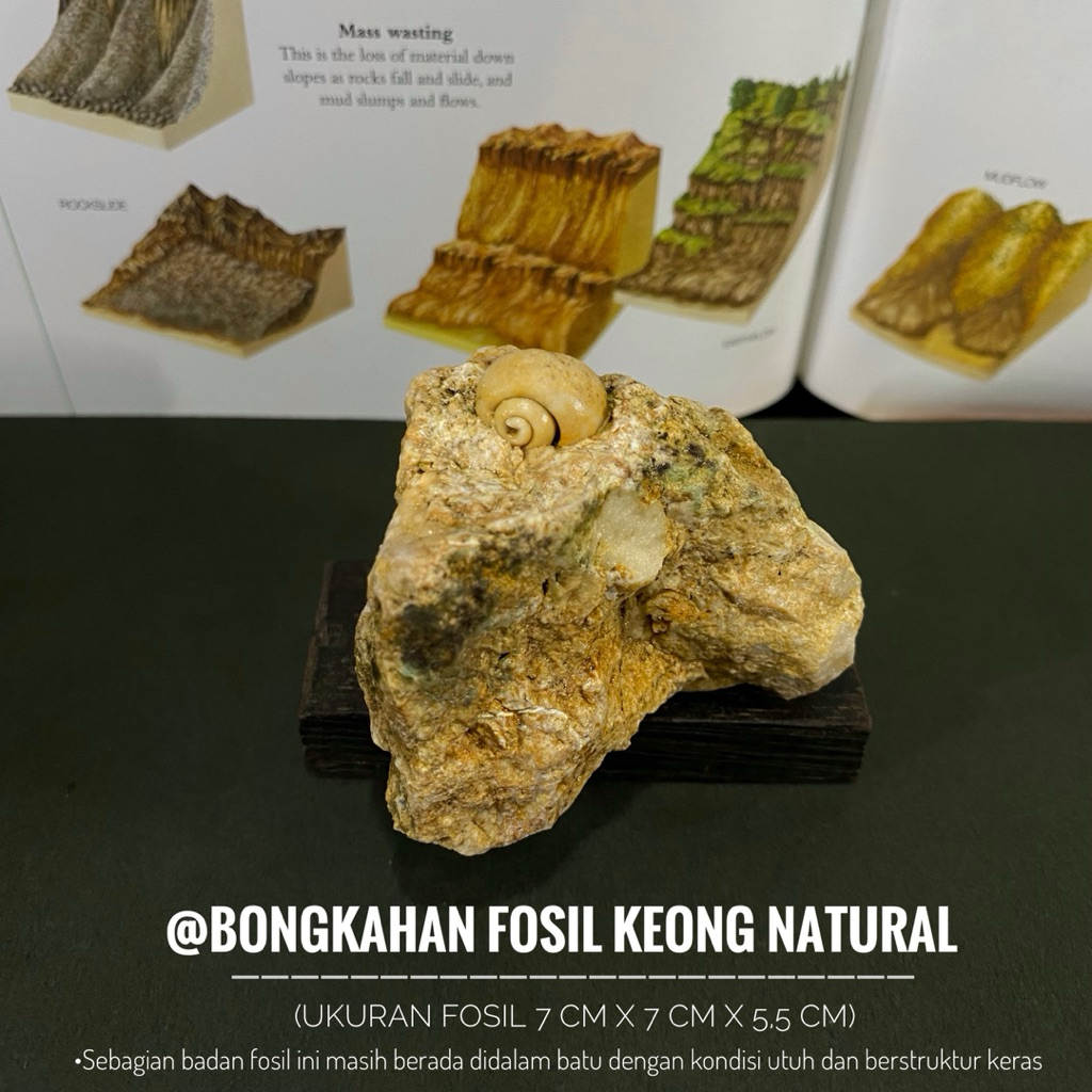 Bongkahan Fosil Keong Purba Natural B55 atau Fosil Gastropoda atau Fosil Kol Buntet Alam atau Fossil