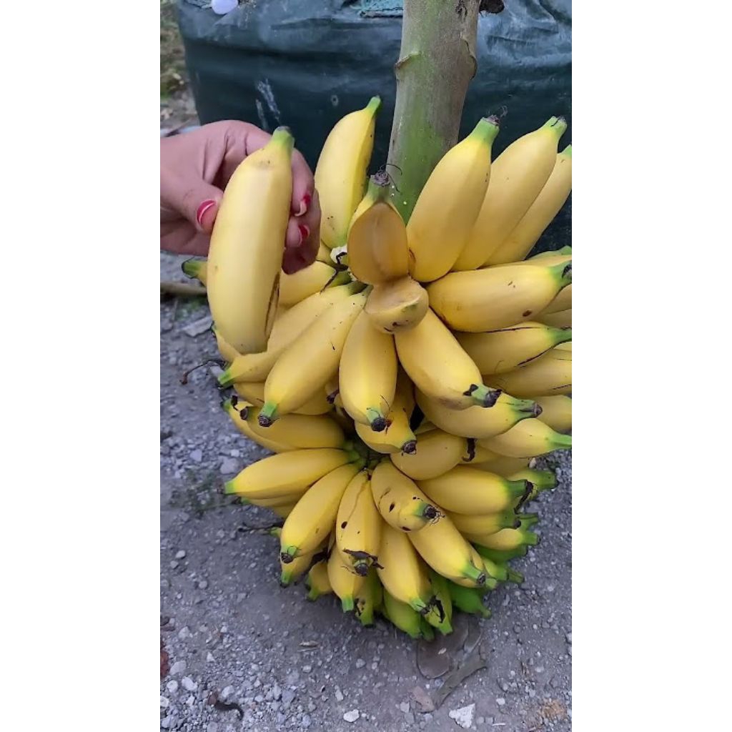 BIG SALE!! BIBIT PISANG RAJA ULI SIAP TANAM 100%ORIGINAL