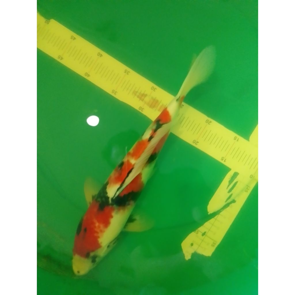 Ikan koi jenis Showa 40cm jantan warna merah strong