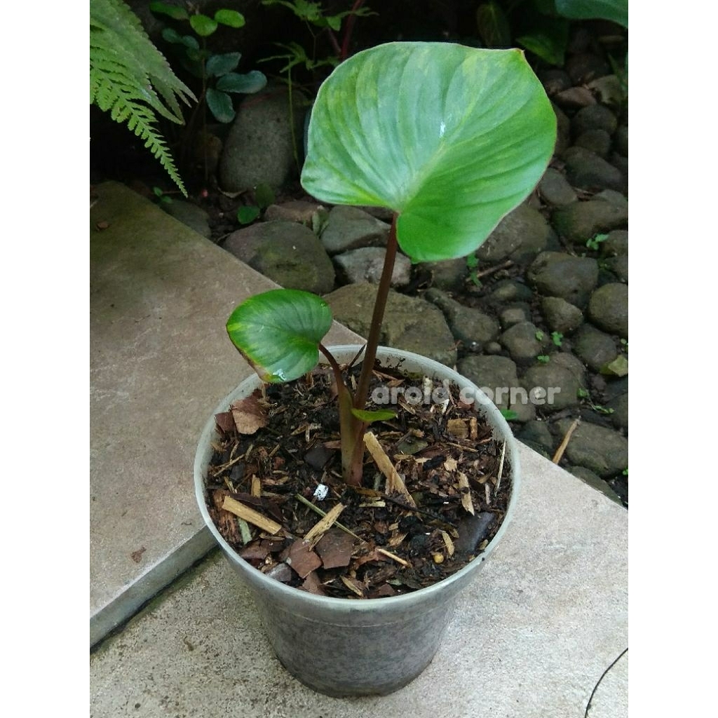 Homalomena Rubescens Variegata Homa Varigata Real Picture