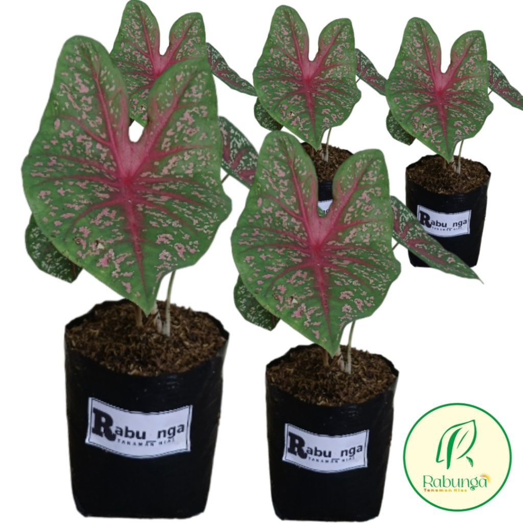 TANAMAN HIAS KELADI>CALADIUM>KELADI TANAMAN HIAS