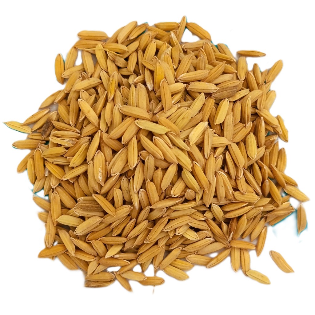 Inpari 32 HDB Eceran (1Kg) Benih Padi Berkualitas