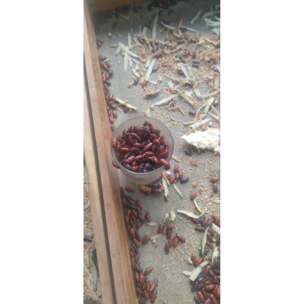 kepik ulat Hongkong fres