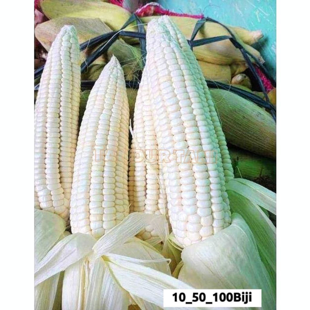 Benih*Bibit*Biji*Jagung,ketan,putih